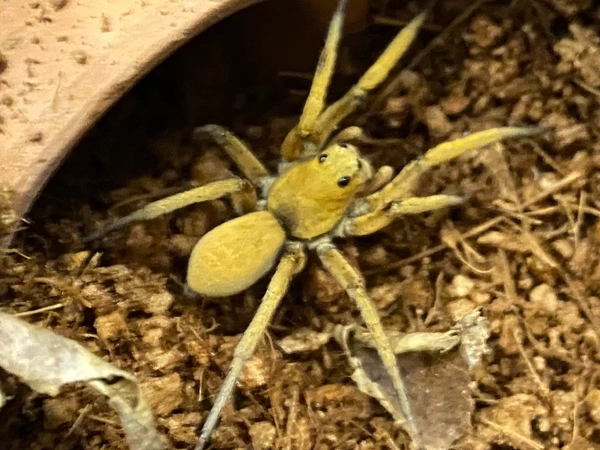Two-Toned-Wolf-Spider