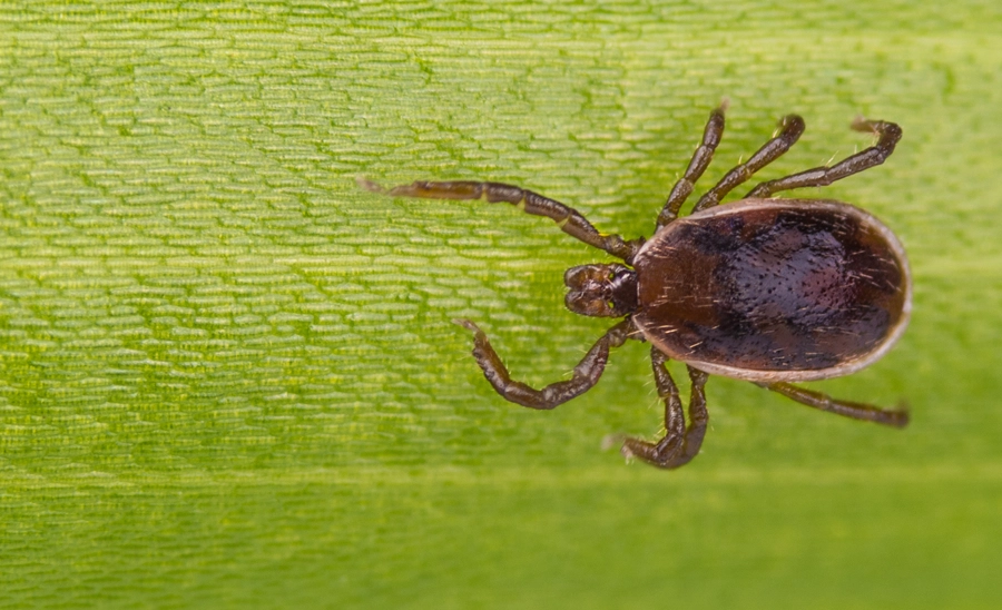 Protecting Your Pet from Ehrlichiosis: The Hidden Risk of Tick Bites