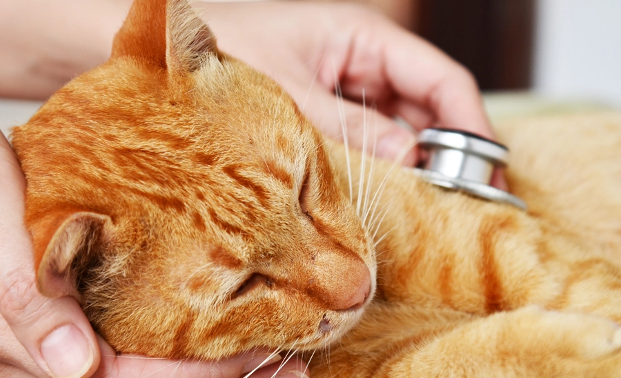 Safeguarding Your Pet and Your Wallet with Petcover