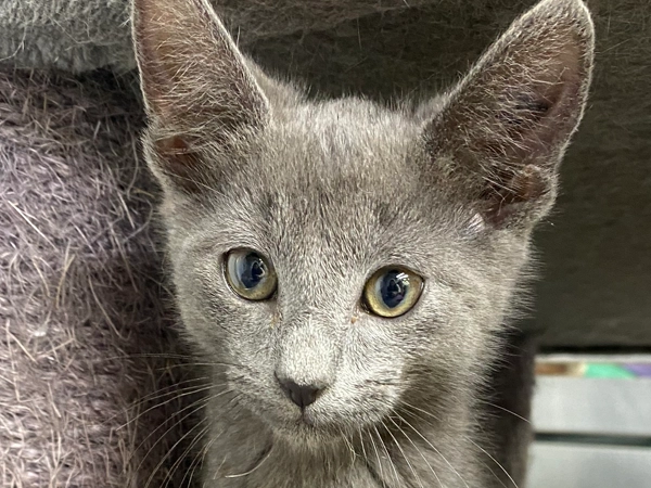 10 week old grey male kitten - Wasabi