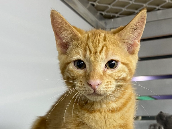 Male Ginger Kitten - Cheeto