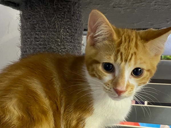 Cheezy - male ginger and white kitten
