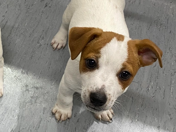 Male Jack Russell 2 months old