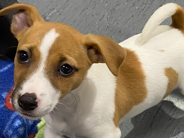 Female Jack Russell 2 months old