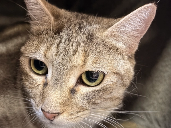 Starlight - 1 year old female cat at Brontosaurus