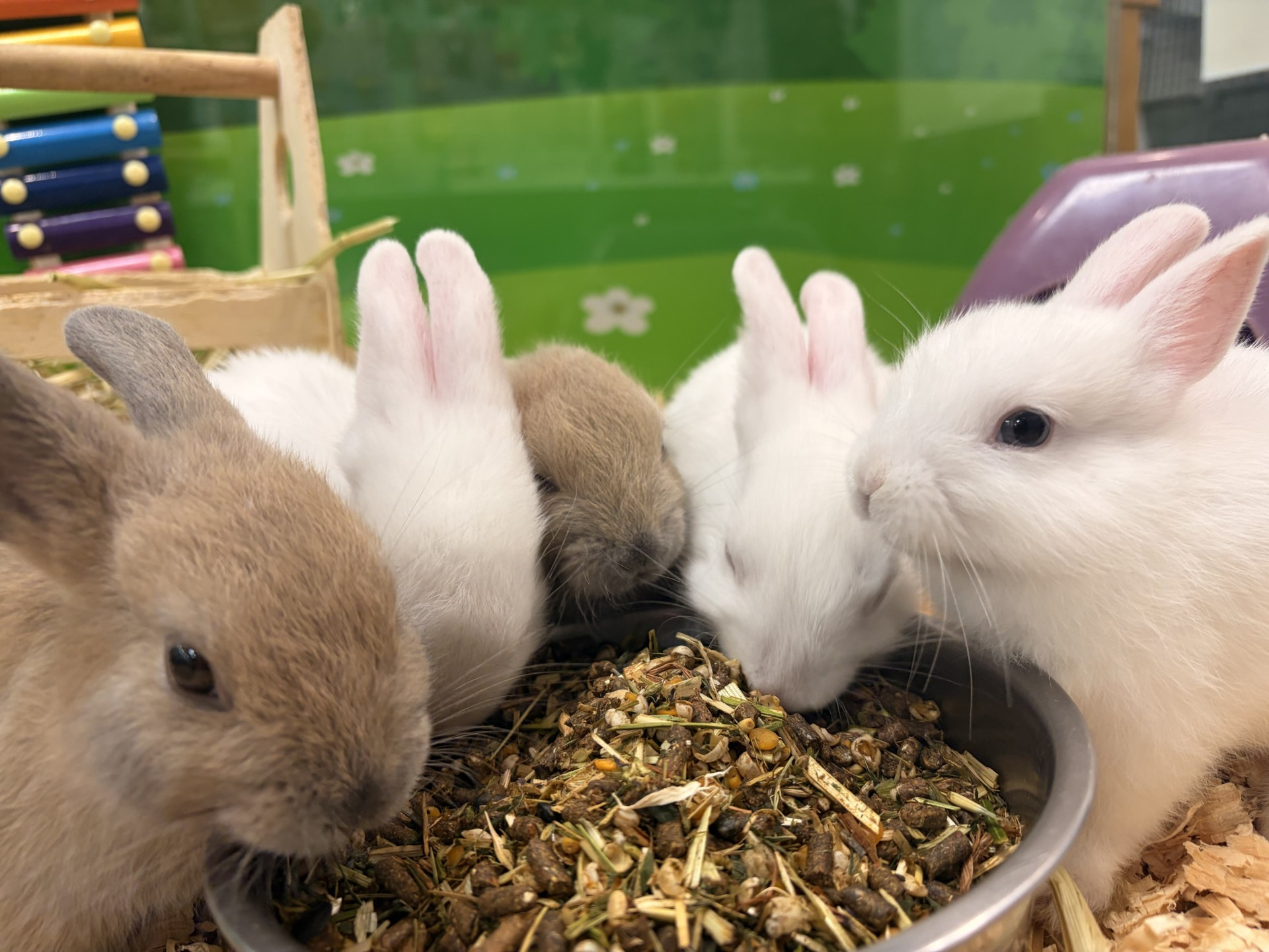 Netherland Dwarf Rabbit