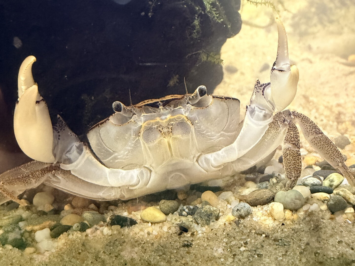 Freshwater Darwin Crab