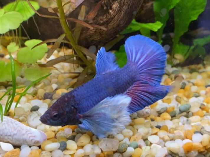 Tropical Freshwater Fish 