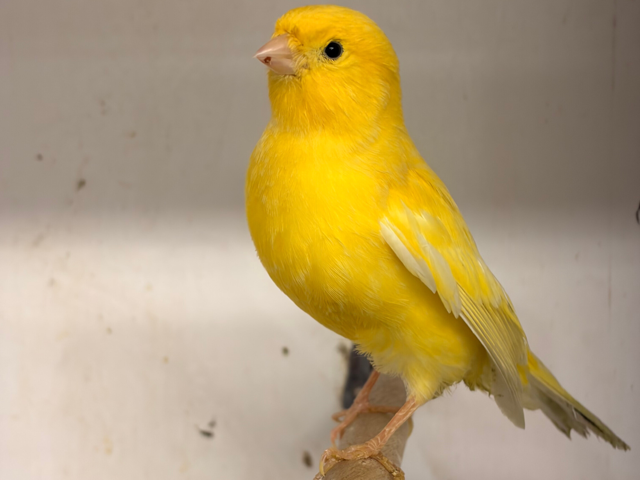 Canary