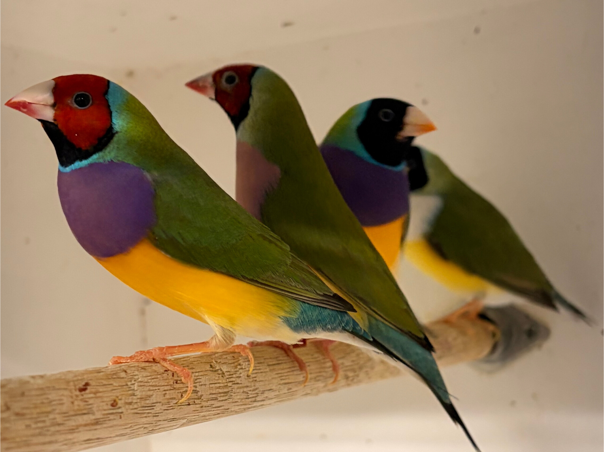 Gouldian Finch 