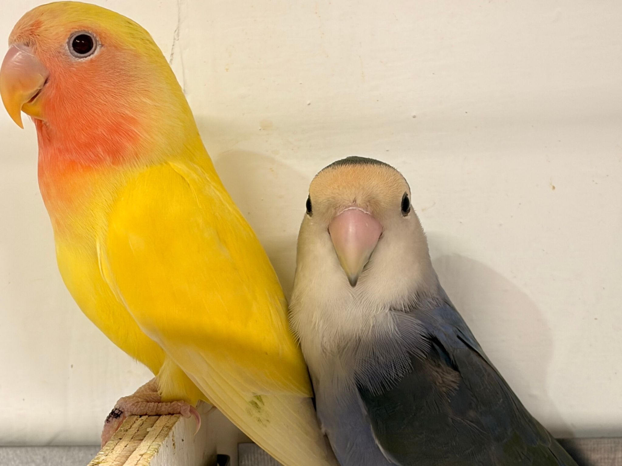 Love Bird