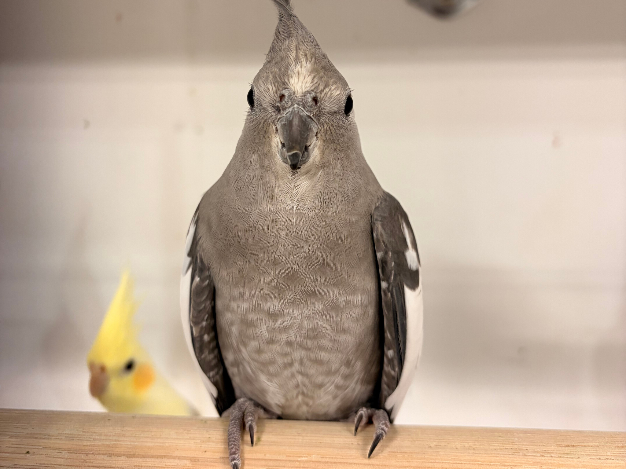 Cockatiel