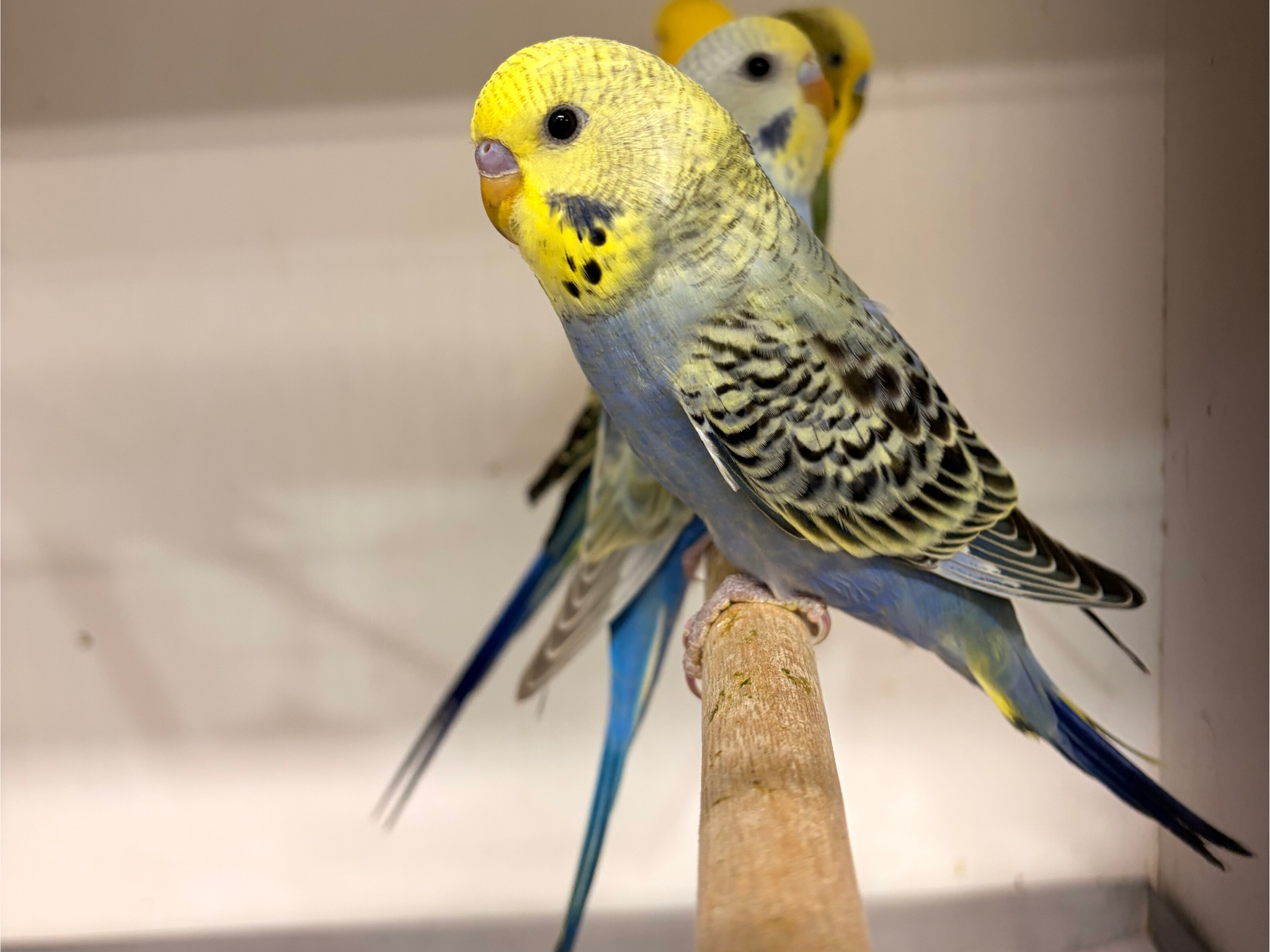 Budgies