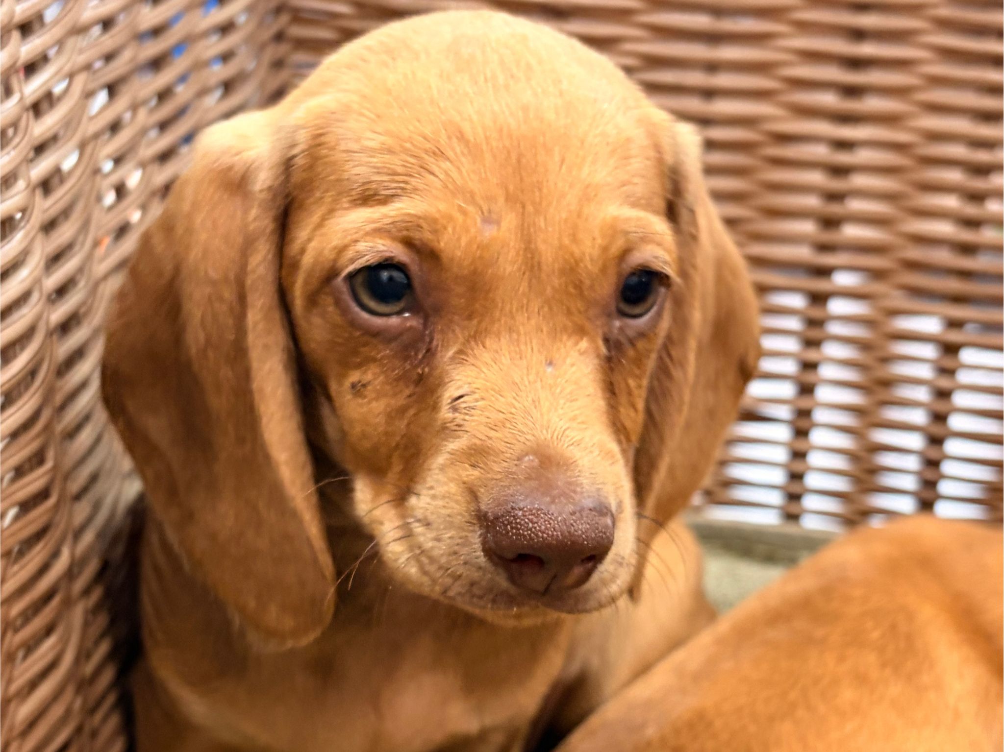 MINI DACHSHUND
