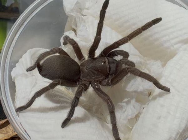 Tarantula 