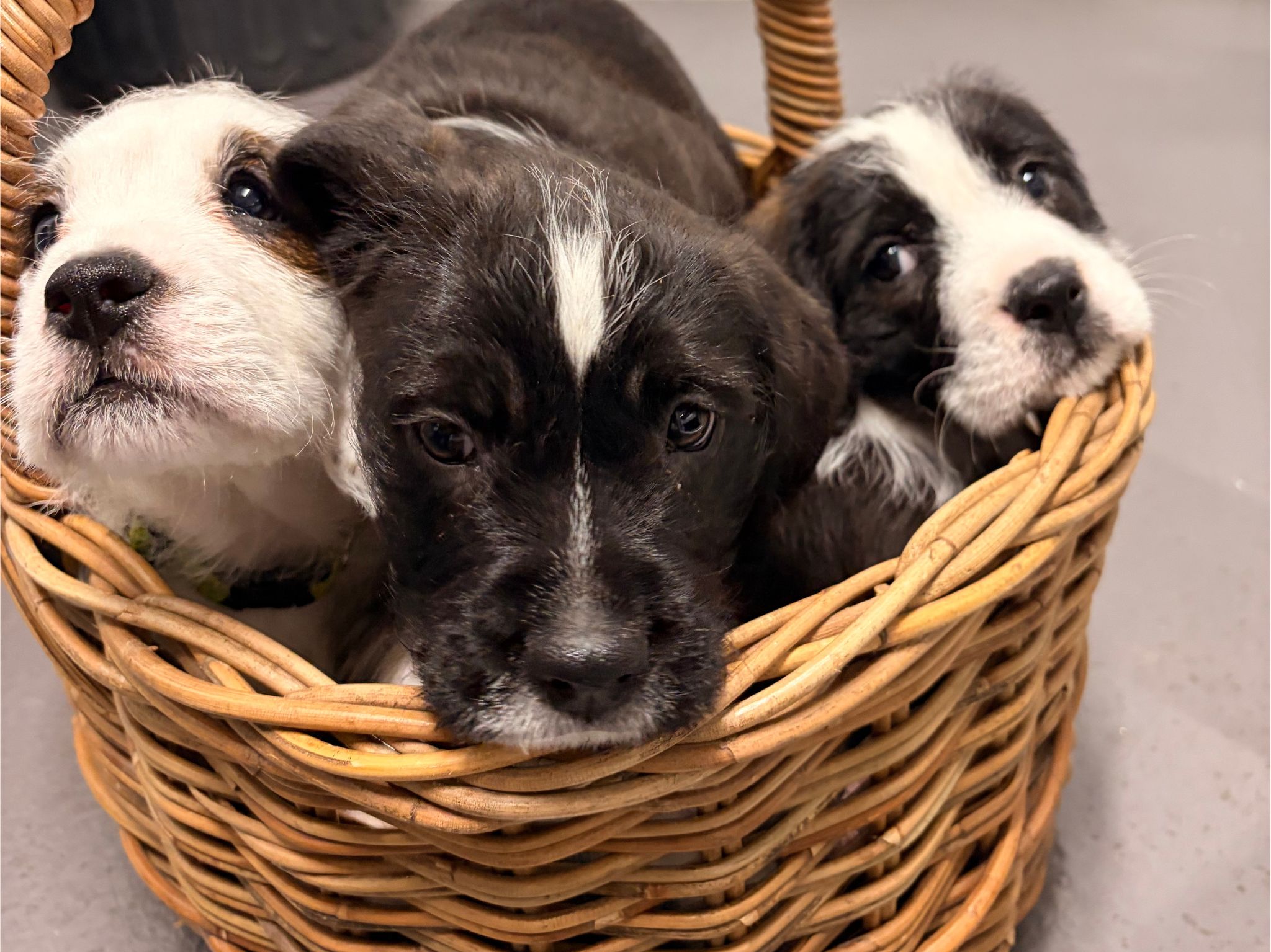 English bulldog cross cavoodle
