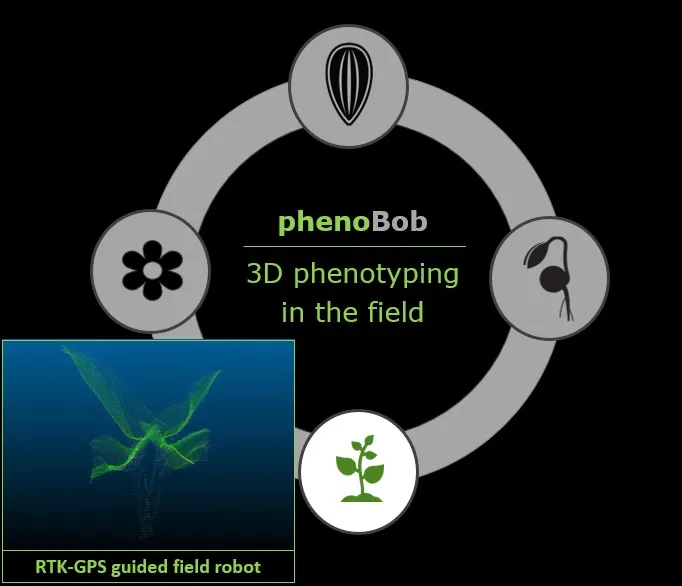 phenoBob in product cycle