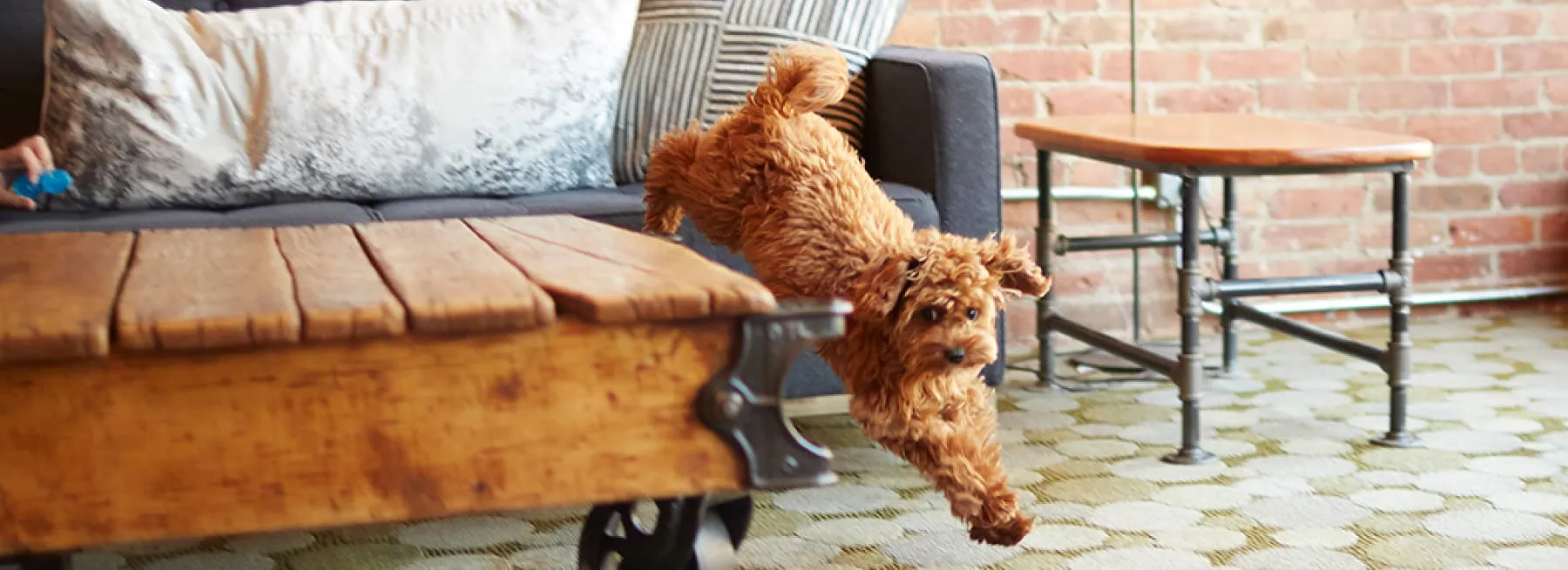 dog jumping from couch