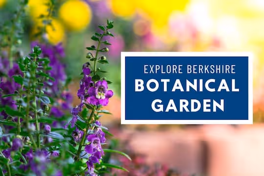 Explore Berkshire Botanical Garden - purple flowers