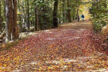 Garden full of red and yellow leaves