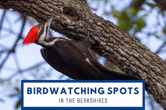 Birdwatching Spots in The Berkshires - Pileated Woodpecker