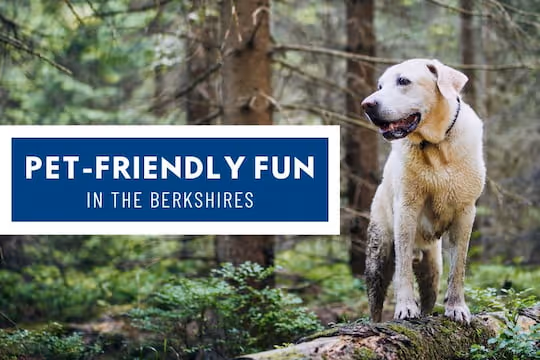 Pet-Friendly Fun in the Berkshires - Dog hiking