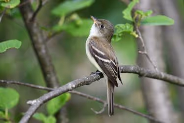 Alder Flycatchers