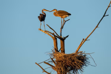 Two Herons in a tree