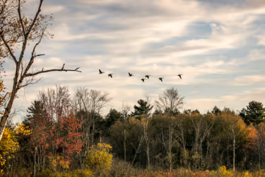birds flying above a forest