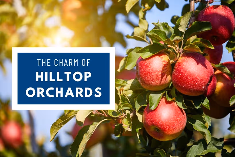 The Charm of Hilltop Orchards