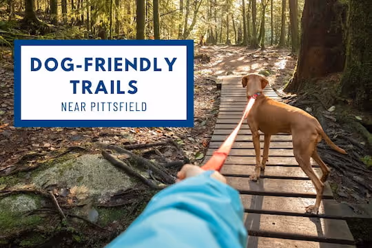 Dog-Friendly Trails Near Pittsfield - Dog on leash hiking
