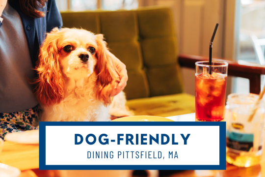 Dog Friendly Dining Pittsfield, MA - Dog sitting at a restaurant table