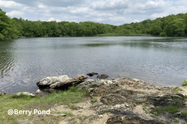 Berry Pond (Pittsfield State Forest)