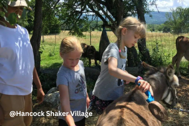 Kids brushing a donkey on the petting zoo.