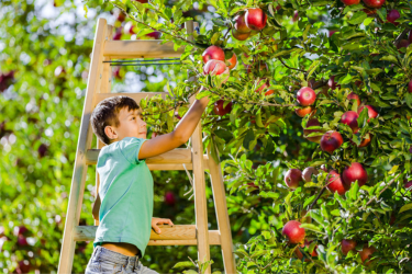 Kid picking apples from a tree