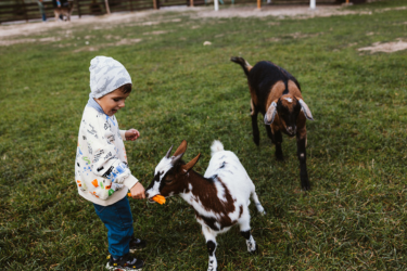 Kid feeding a goat