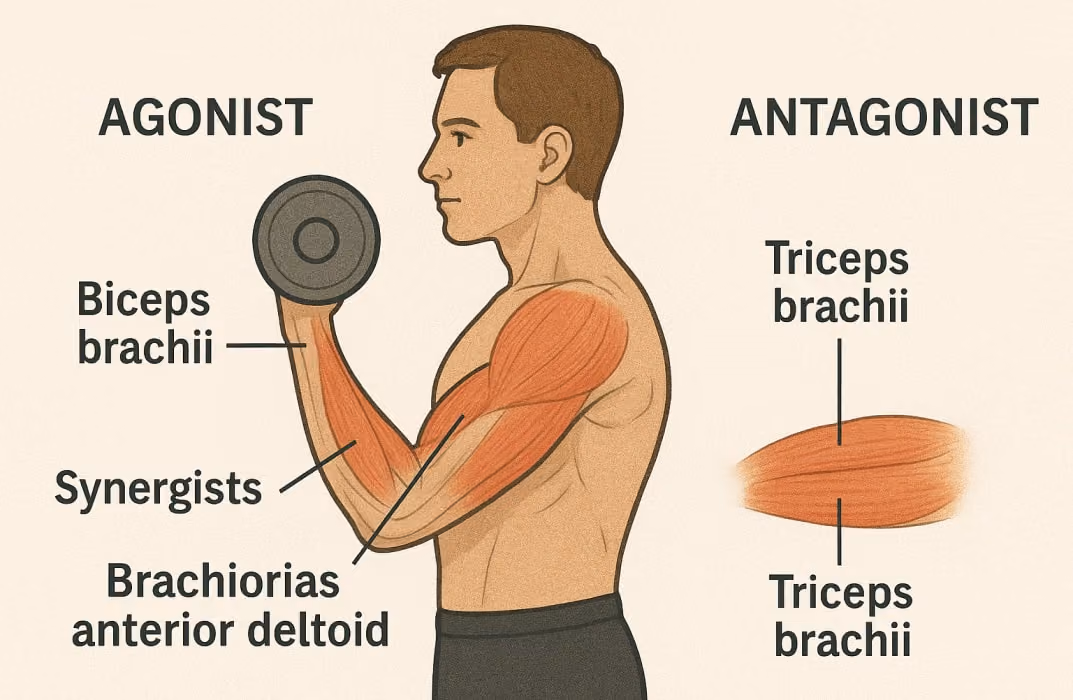 An illustration showing a bicep curl with three muscle roles highlighted: the biceps brachii as the agonist, the brachioradialis and anterior deltoid as synergists, and the triceps brachii as the antagonist.