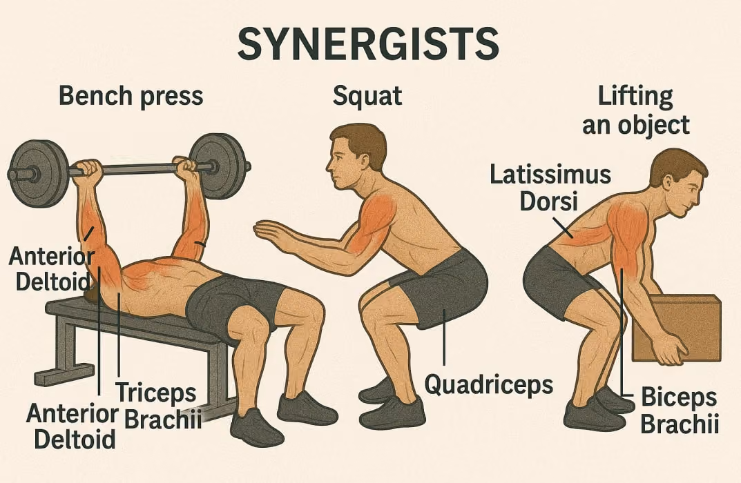 An illustration showing a person performing multiple activities: a bench press, squat, and lifting an object, with synergist muscles highlighted. In the bench press, the anterior deltoid and triceps brachii assist the pectoralis major.
