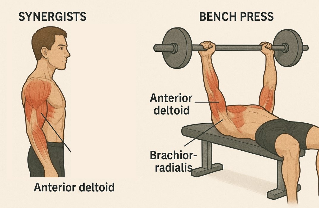 An illustration showing a person performing both a bicep curl and a bench press, with synergist muscles clearly labeled. During the bicep curl, the brachioradialis and anterior deltoid are highlighted as synergists assisting the biceps brachii.