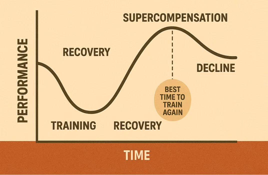 Image: Illustration of a sinusoidal wave labeled with Training → Recovery → Supercompensation → Decline, showing dips and peaks of performance over a period of days or weeks.