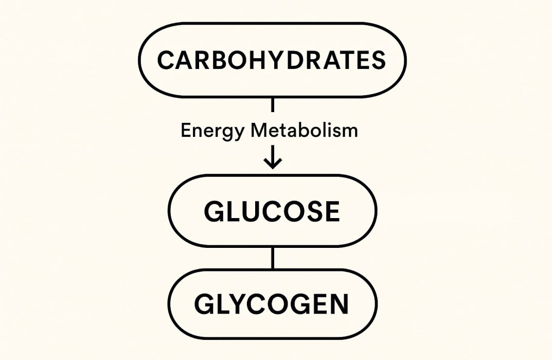Diagram of energy metabolism showing how carbohydrates convert to glucose and glycogen.