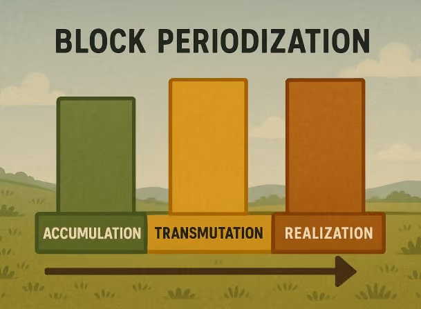 Block periodization training model showing accumulation, transmutation, and realization phases
