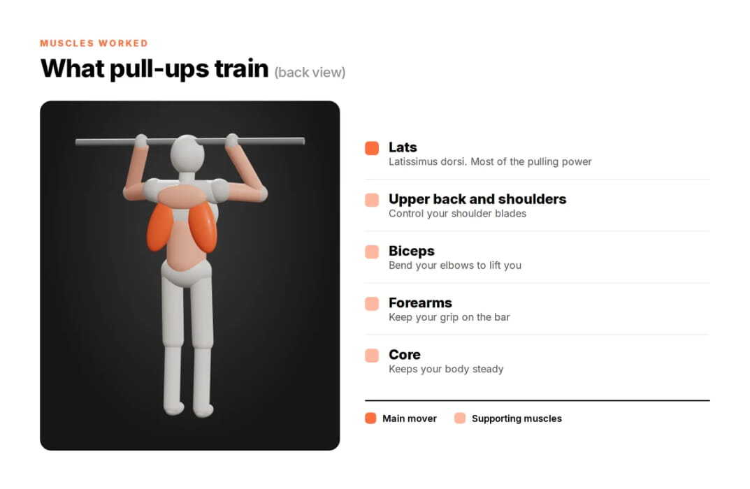 muscles Do Pull-Ups Work