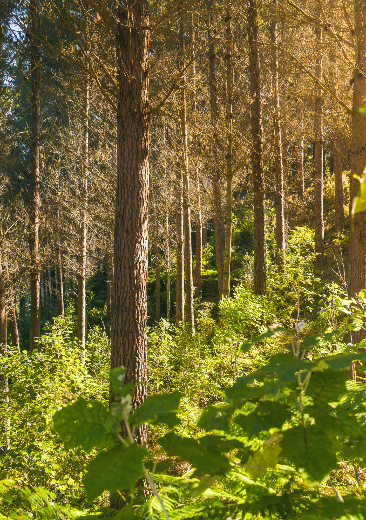 Investing in forestry