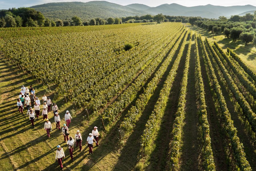 Tenuta dell' Ornellaia