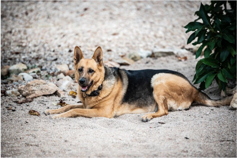 How to File a Dog Bite Claim in North Hollywood