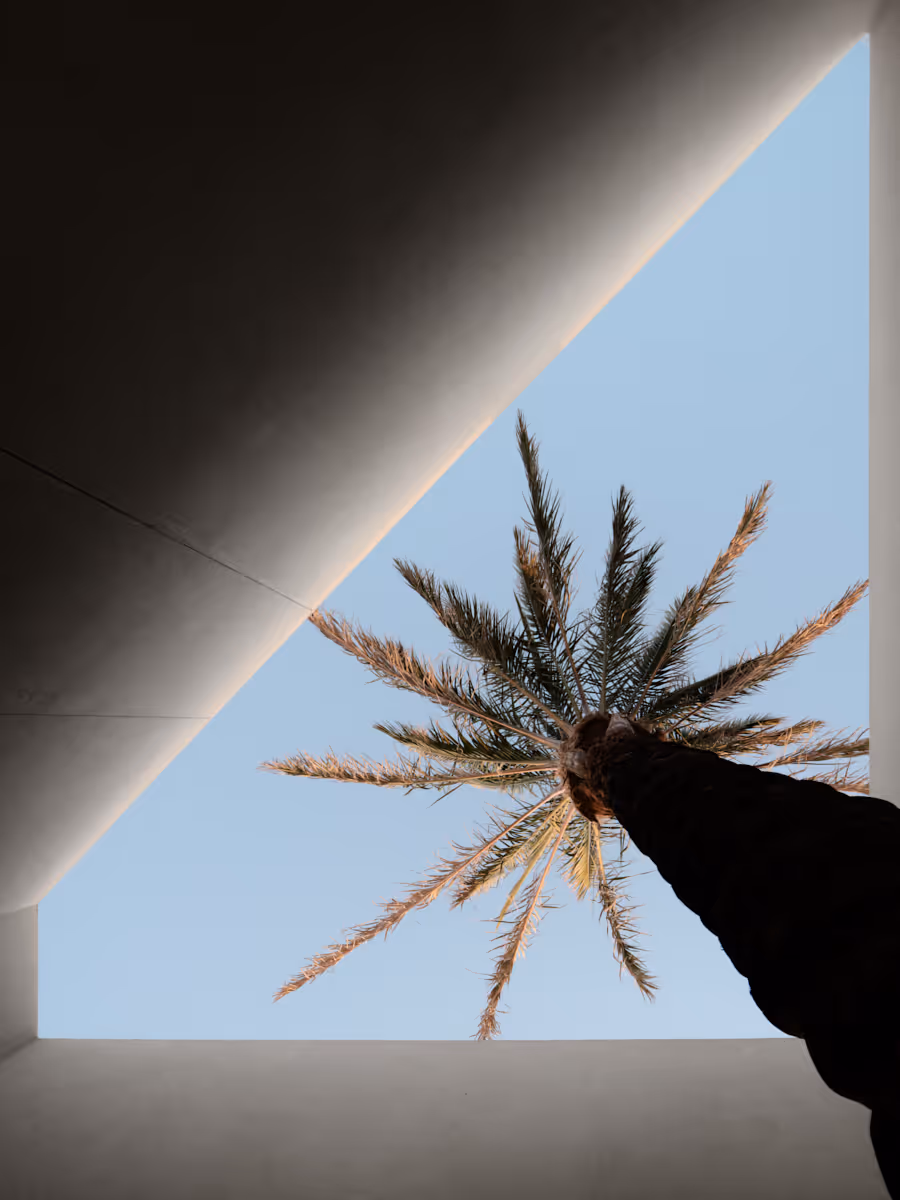 palm tree through roof aperture by The Ranch Mine