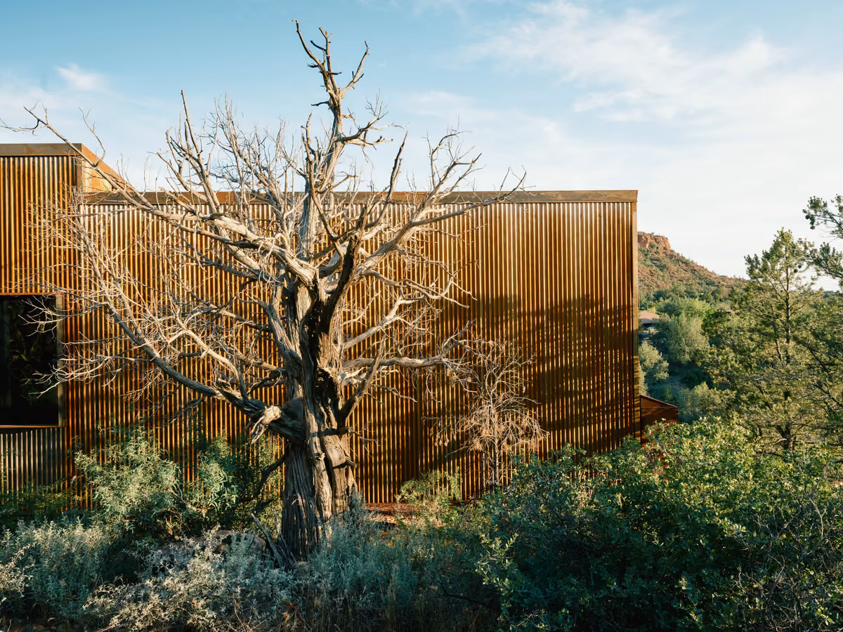 Weathered juniper snag standing against the corrugated steel flank of the cabin