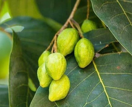 A raw picture o himej on tree