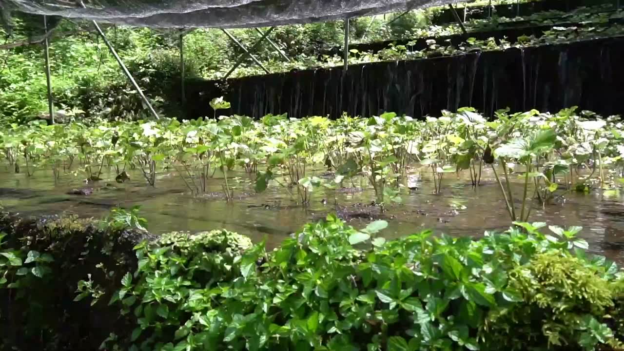 Kameya Wasabi - Our Pure Water